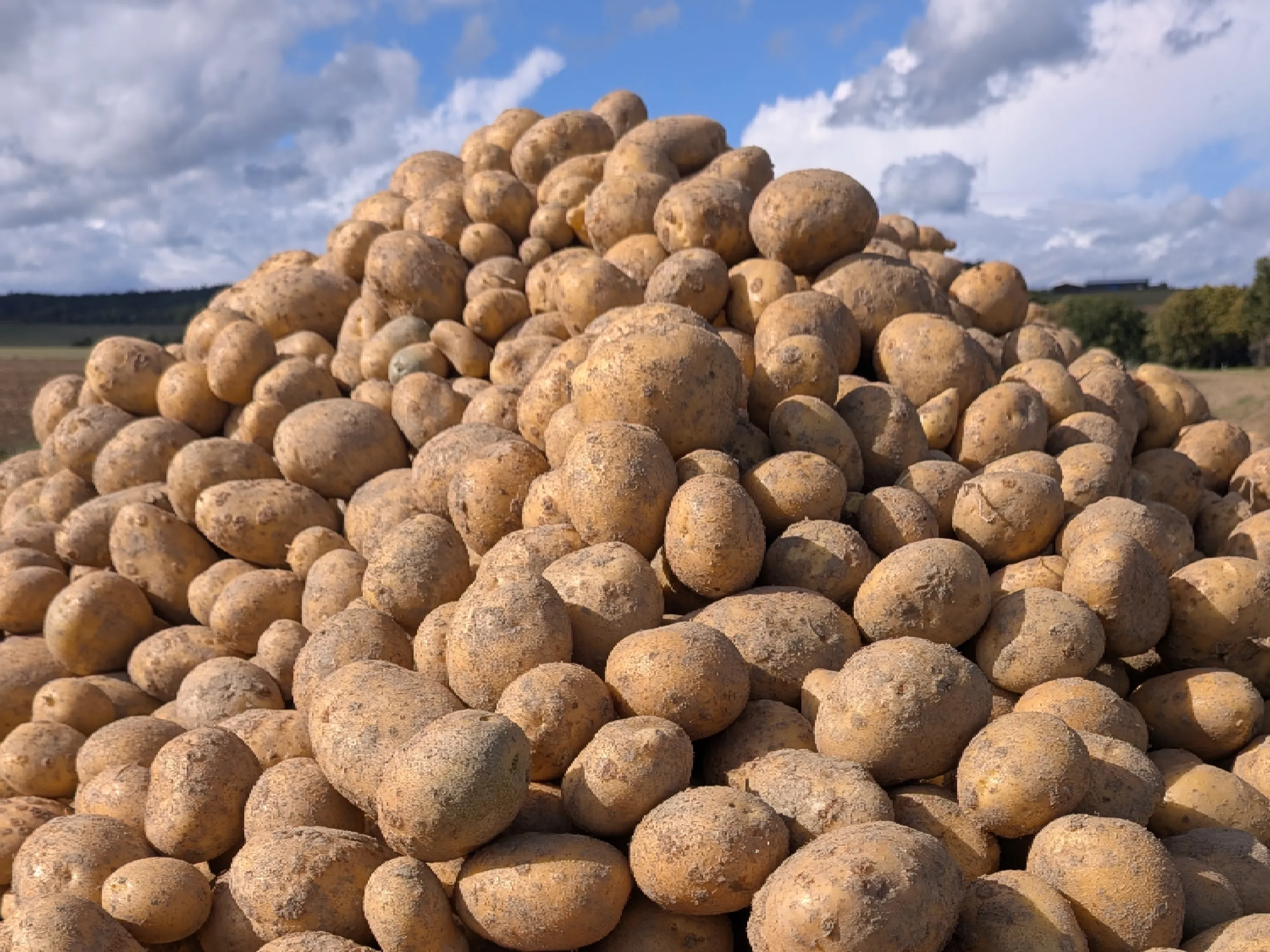 Kartoffel-Produkte der Agrarproduktion Reuth Sammer GmbH & Co. KG