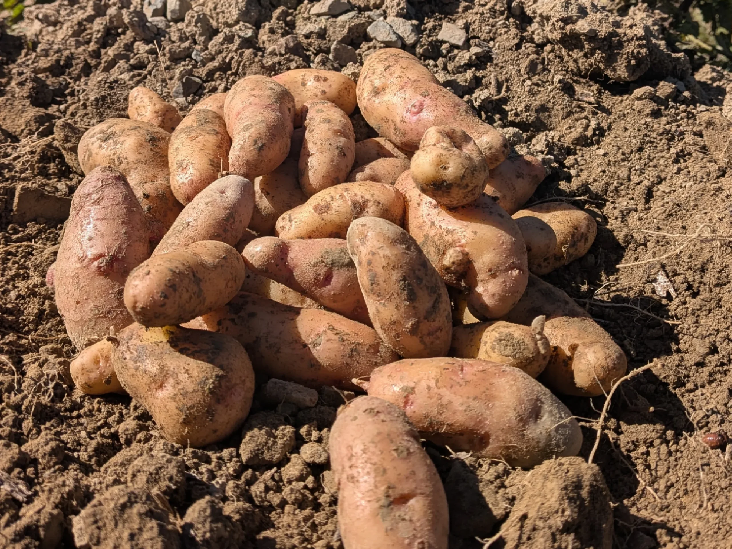 Kartoffel-Produkte der Agrarproduktion Reuth Sammer GmbH & Co. KG
