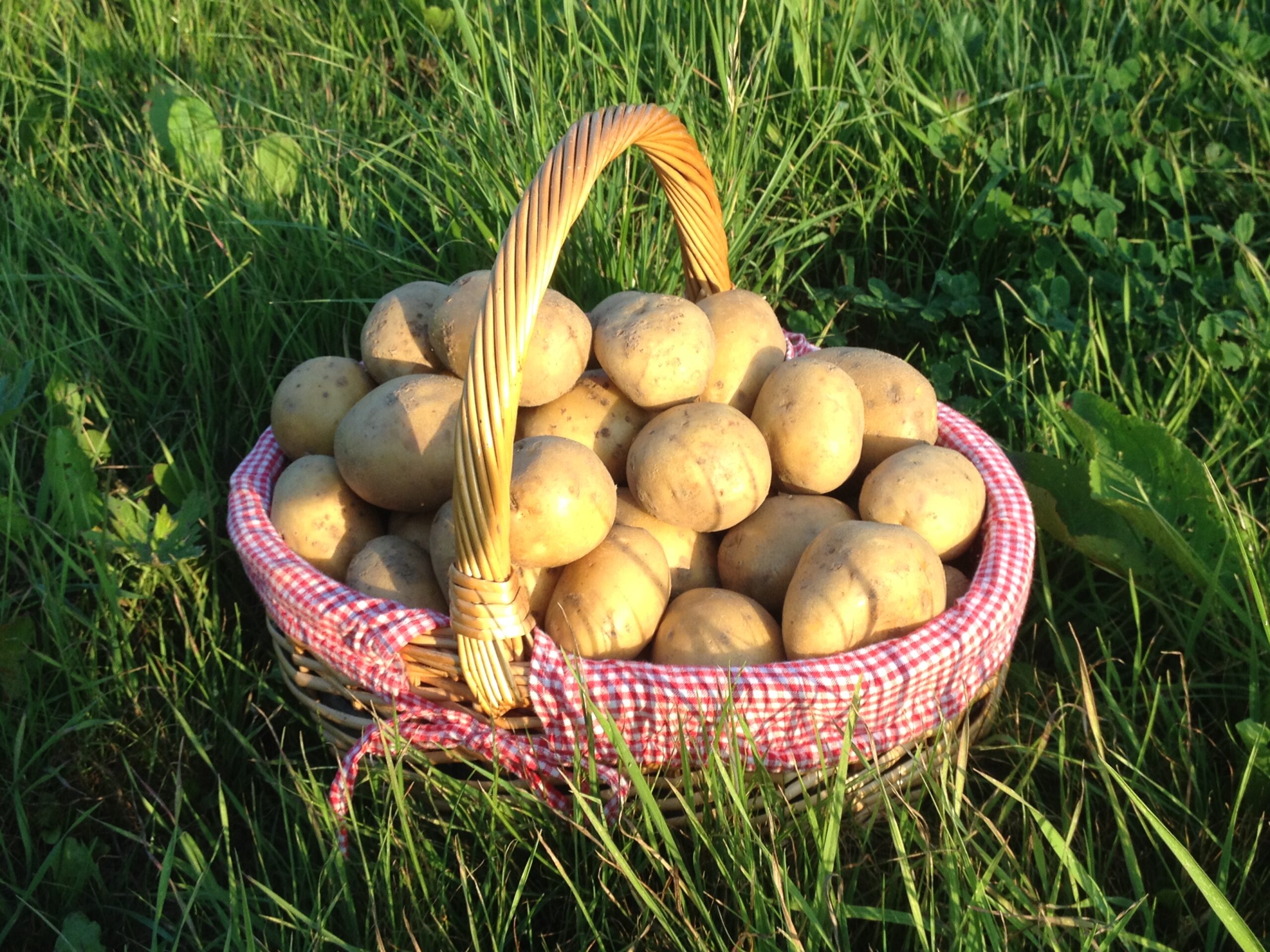 Kartoffel-Produkte der Agrarproduktion Reuth Sammer GmbH & Co. KG