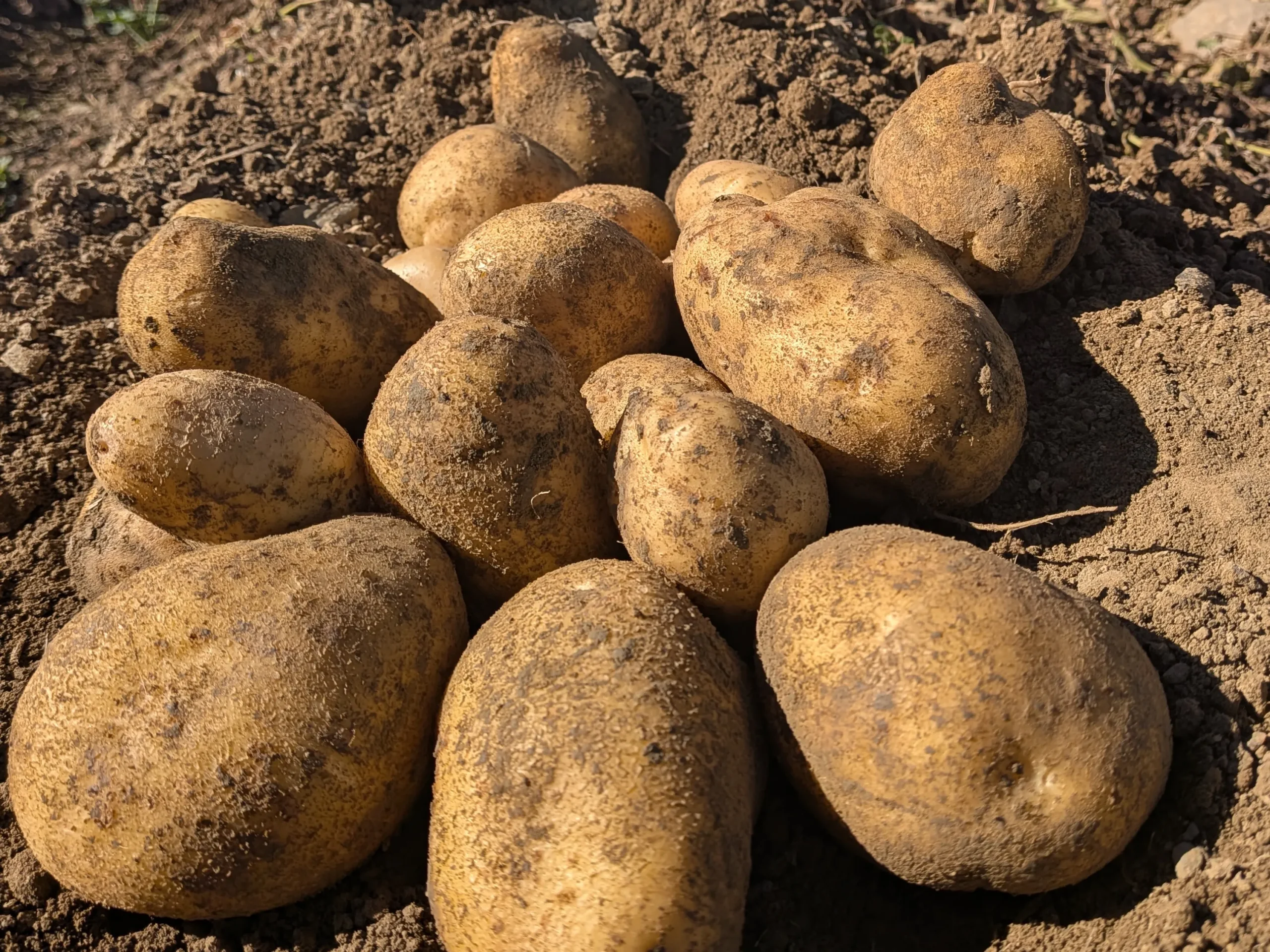 Kartoffel-Produkte der Agrarproduktion Reuth Sammer GmbH & Co. KG